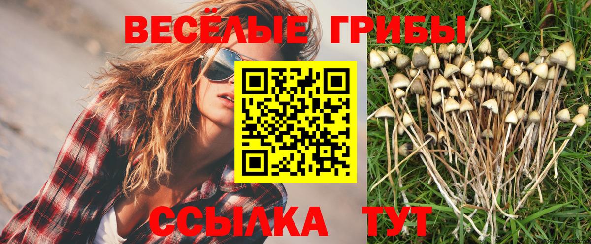 Галлюциногенные грибы Psilocybe Кропоткин